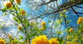 Photography of yellow wild rose tree and the blue sky Royalty Free Stock Photo