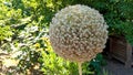 White Allium giganteum or giant onion in garden