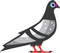 Color Pigeon Dove Vector