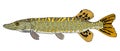 Color pike fish hand drawn. Colorful pickerel fish isolated on white background. Vector illustration Royalty Free Stock Photo