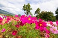 Color pink chrysanthemums Royalty Free Stock Photo