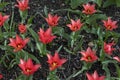 Color popping Tulipa Doll`s Minuet in a field, beautiful lily-shaped viridiflora tulips with magenta-red petals and yellow stamens