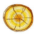Color Round Wooden Cross Section With Tree Rings Vector