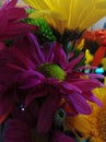 Color Rush Bright, Cheery Flowers for Your Home Royalty Free Stock Photo