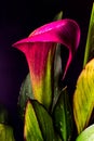 A color saturated portrait of a purple and green calla lily.