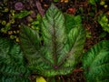 color saturation and leaf texture Royalty Free Stock Photo
