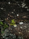 color saturation of the leaves of a beautiful small plant growing on an old outer wall Royalty Free Stock Photo