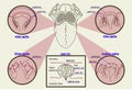 Color scheme types of buds human tongue