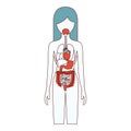 Color sections silhouette female person with internal organs system of human body