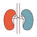 Color sections simple silhouette renal system of human body