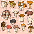 Color set of edible mushrooms