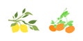 Color set of fruit citrus branches, hand drawn citrus fruits hanging on a branch with leaves Royalty Free Stock Photo