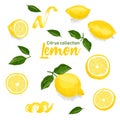 Color set of hand drawn tropical citrus fruit. Lemon. Ink sketch style. Good idea for templates menu, recipes, greeting