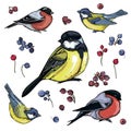 Color set of small birds, titmouse, bullfinch, Sparrow