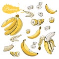 Color set of  yellow bananas. Whole and sliced elemets isolated on white background. Hand drawn sketch Royalty Free Stock Photo