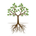 Color shape of Tree with Roots. Vector Illustration.