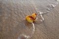Color shot of sea shell on the golden sand of the beach Royalty Free Stock Photo