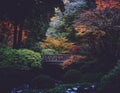 A color show off during fall time at the Portland Japanese gardens