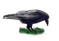 Color sketch of black raven in green grass, outline hand painted drawing