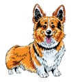 color sketch dog Pembroke Welsh corgi Royalty Free Stock Photo