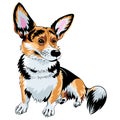 color sketch dog Pembroke Welsh corgi Royalty Free Stock Photo