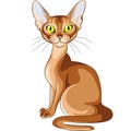 Color sketch of the red cat Abyssinian breed