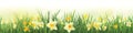 Color spring daffodils background