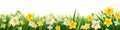 Color spring daffodils background