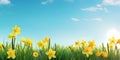 Color spring daffodils background