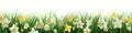 Color spring daffodils background