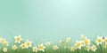 Color spring daffodils background