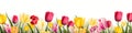 Color spring tulips background - Seasons design