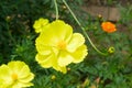 Cosmos flower in the garden