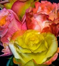 Color bouquet of pastel colored red, yellow, orange, pink, violet flowering rose blossoms Royalty Free Stock Photo