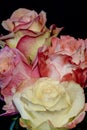 Bouquet of colorful red, yellow, orange, pink, violet rose blossoms on black Royalty Free Stock Photo