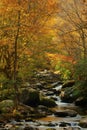 Color surrounds a small quiet stream. Royalty Free Stock Photo