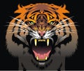 Color tiger head Royalty Free Stock Photo