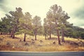 Color toned picture of deer by a road. Royalty Free Stock Photo