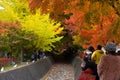 Color of tree - Kawakuchigo
