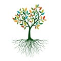 Color Tree of Life with Roots. Vector Illustration Royalty Free Stock Photo