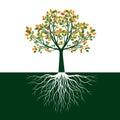 Color Tree of Life with Roots. Vector Illustration Royalty Free Stock Photo