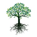 Color Tree and Roots. Vector Illustration. Royalty Free Stock Photo