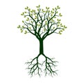 Color Tree with Roots. Vector Illustration. Royalty Free Stock Photo