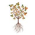 Color Tree and Roots. Vector Illustration. Royalty Free Stock Photo