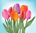 Color tulips