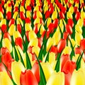 Color tulips