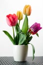 Color tulips in a flower vase Royalty Free Stock Photo