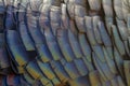 Color turkey feathers