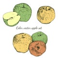 Color vector apple sketches set