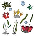 Color vector elements set, black and white drawing of a marine inhabitant, cute seaweed and corals